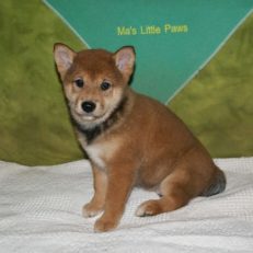 Shiba Inu Puppy Price Mas Little Paws