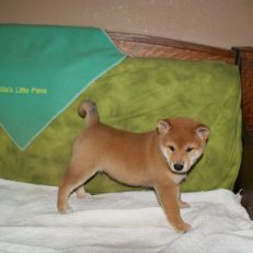 Shiba Inu Puppy Price Mas Little Paws